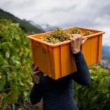 Vendanges